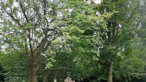 Un jardín con césped, un árbol y una zona de estar con sillones de descanso.