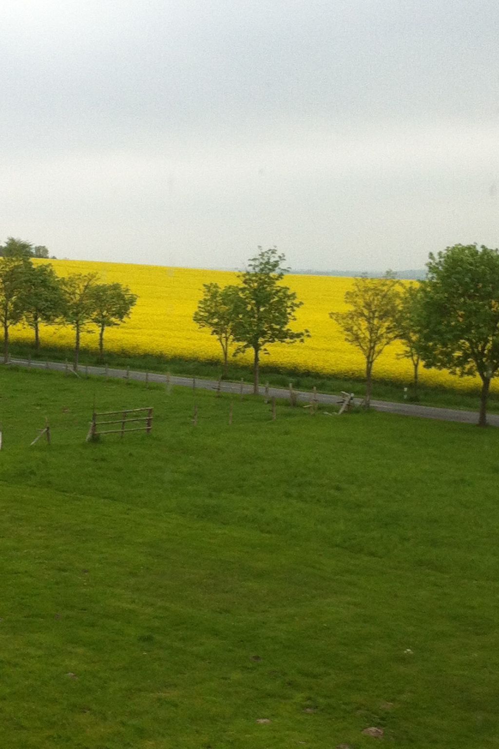 Et mark med gule blomster og græs, med en vej og træer i baggrunden.