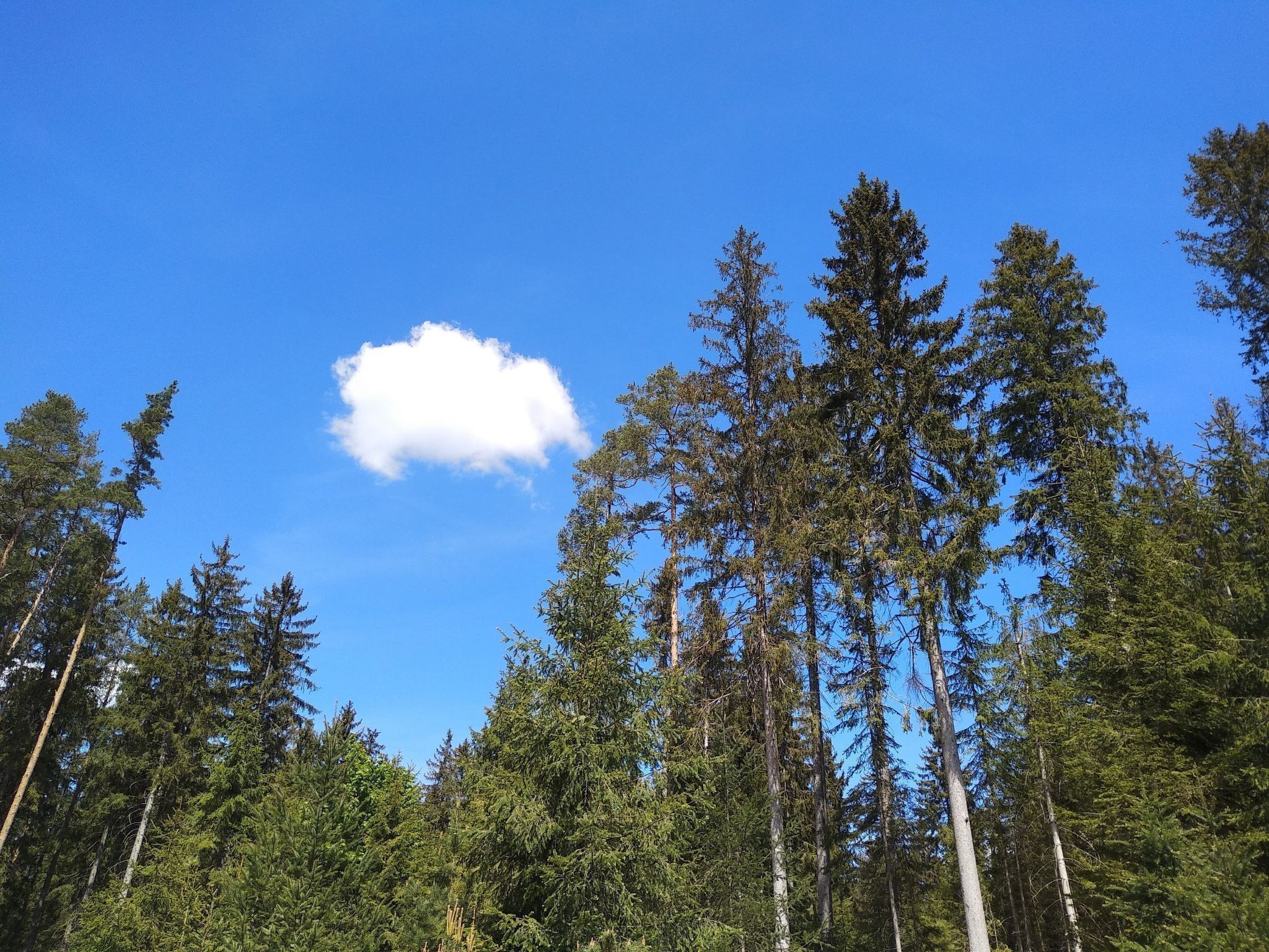 Ein dichter Wald aus hoch aufragenden Nadelbäumen unter blauem Himmel.