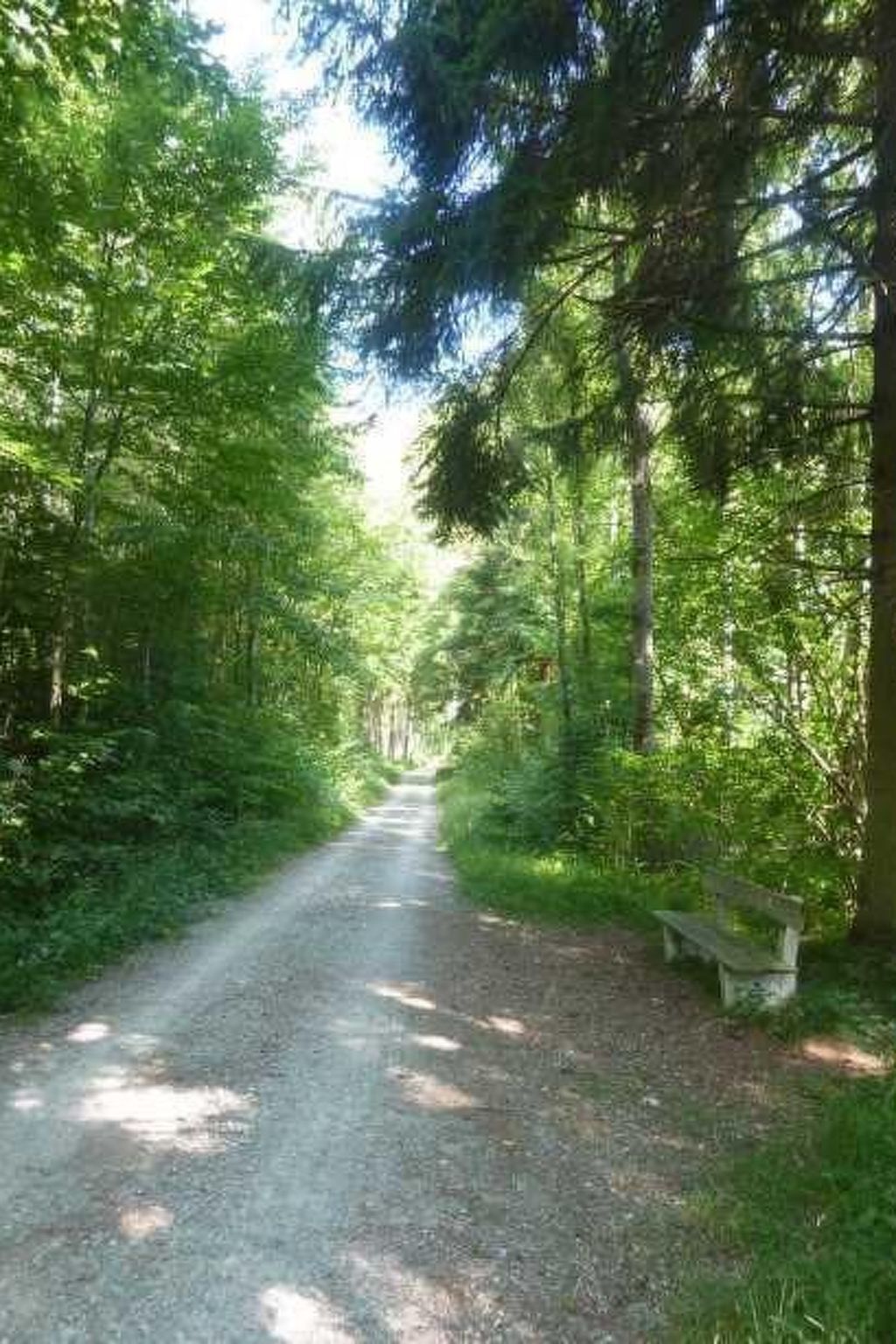 En grussti kantet af frodig vegetation og træer, der fører ind i et skovområde.