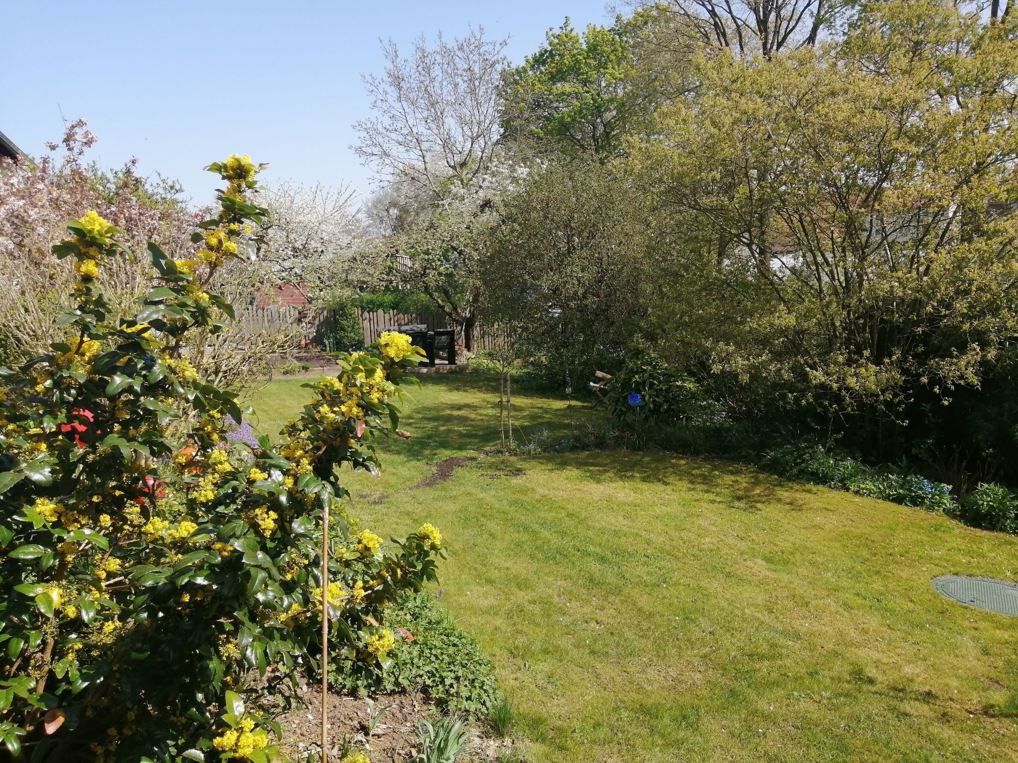 A well-maintained garden with a variety of flowering plants and trees, a lawn, and a wooden fence in the background.