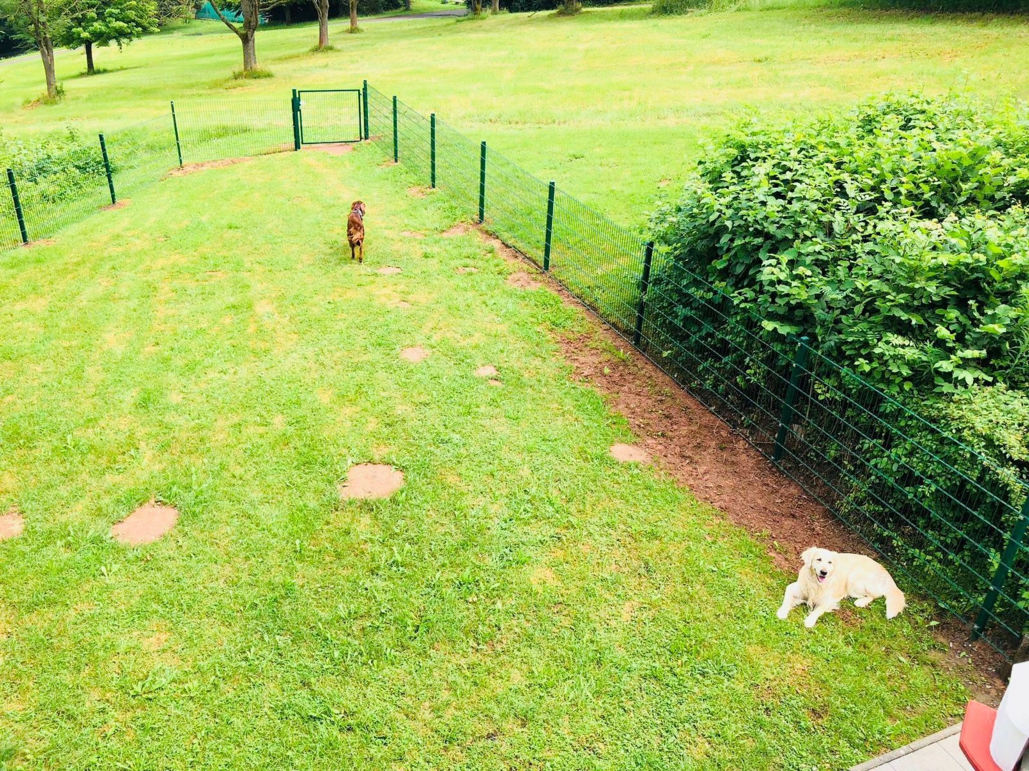Un espace extérieur verdoyant, délimité par une clôture, agrémenté d’une haie, où un chien est allongé.
