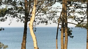 Un paisaje costero con altos árboles y vistas al mar.