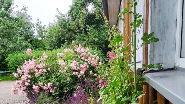 Ein Garten mit verschiedenen Pflanzen und Blumen, darunter rosa Rosen und violette Blüten, an einer Außenwand eines Gebäudes.