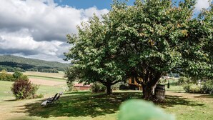 Un grand arbre se dresse dans une zone herbeuse, avec un banc à ses pieds et une bouteille posée en dessous.