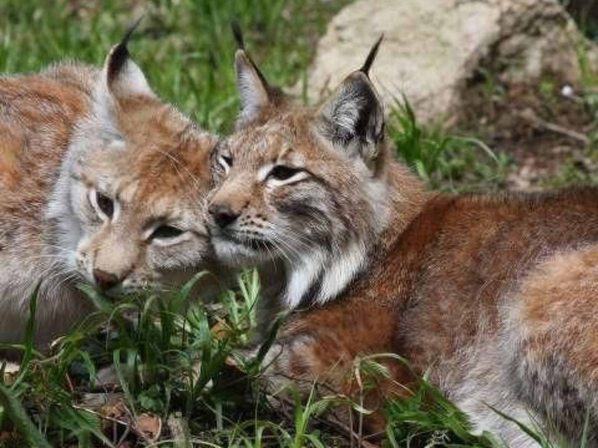 Two lynx cubs resting in a grassy area with dense vegetation and rocks in the background.