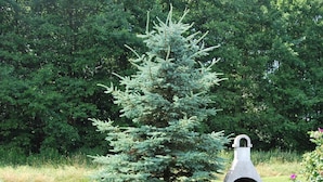Un conifère se dresse à côté d’un four extérieur en pierre, dans une zone herbeuse, avec une forêt dense en arrière-plan.