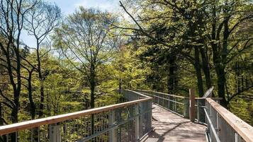 Eine Holzfußgängerbrücke mit Metallgeländern, umgeben von dichtem Baumbestand.