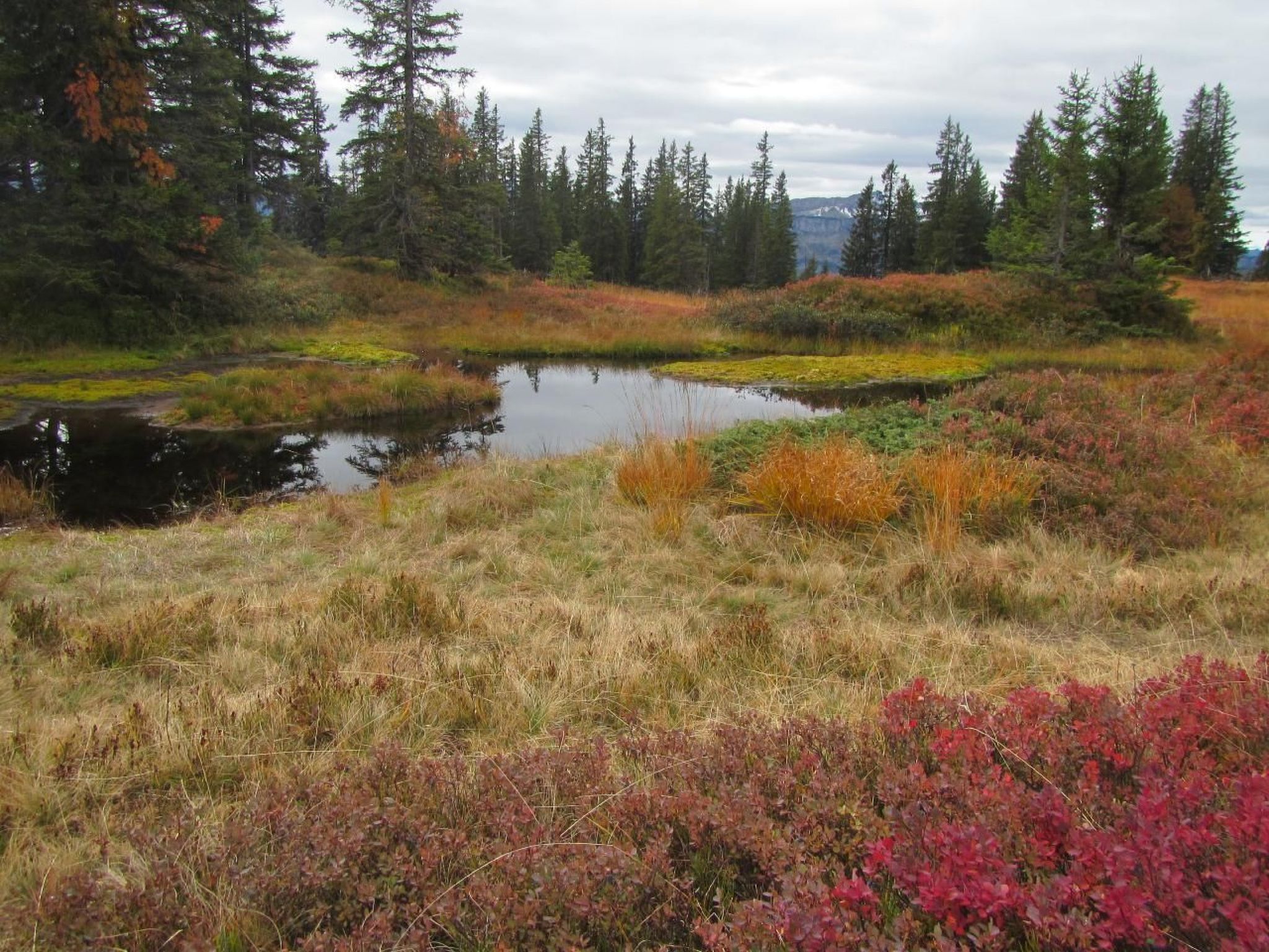 A natural landscape with a small pond surrounded by diverse vegetation and tall trees.