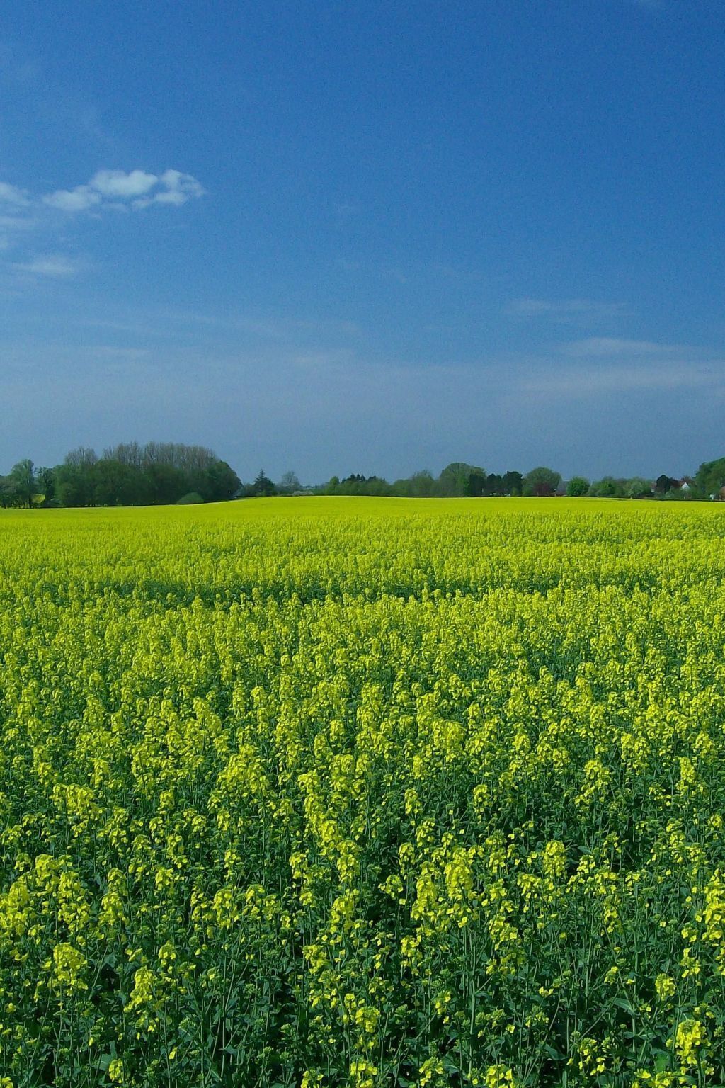A vast field of yellow flowers under a clear blue sky.