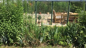 A greenhouse with a glass roof, surrounded by various plants and potted plants. - Kleines Ferienhaus in Rangsdorf mit großem Garten by Interhome (Rangsdorf)