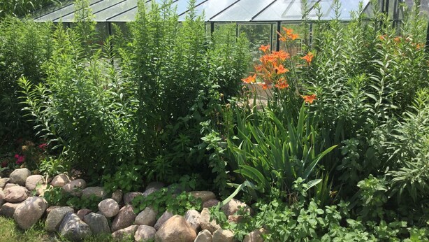 A greenhouse with a glass roof, surrounded by various plants and a rock border. - Kleines Ferienhaus in Rangsdorf mit großem Garten by Interhome (Rangsdorf)