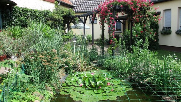 A garden with a pond, various plants, and a pergola with flowers. - Appartement in Törten by Interhome (Törten)