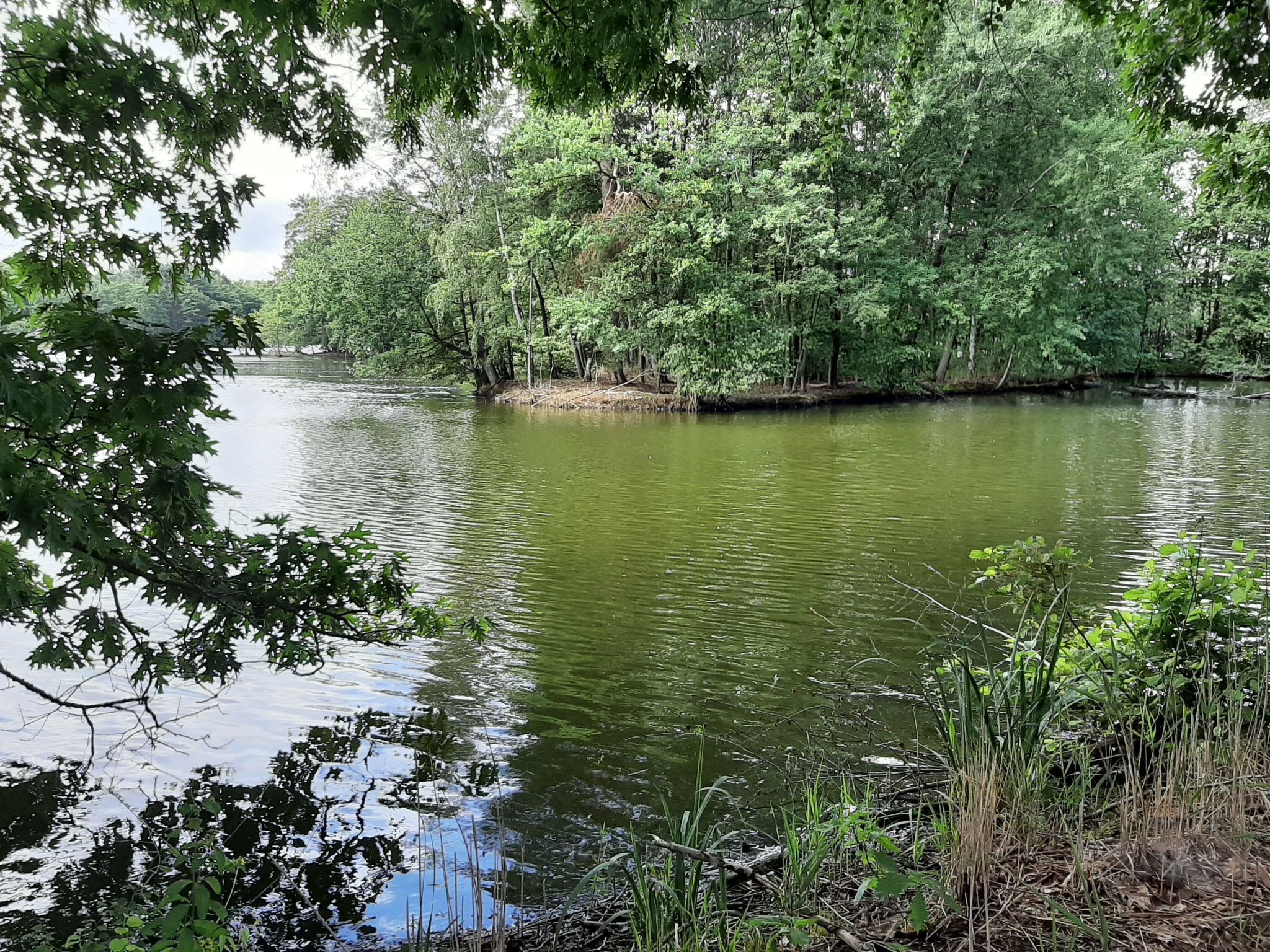 A calm river surrounded by dense greenery and trees.
