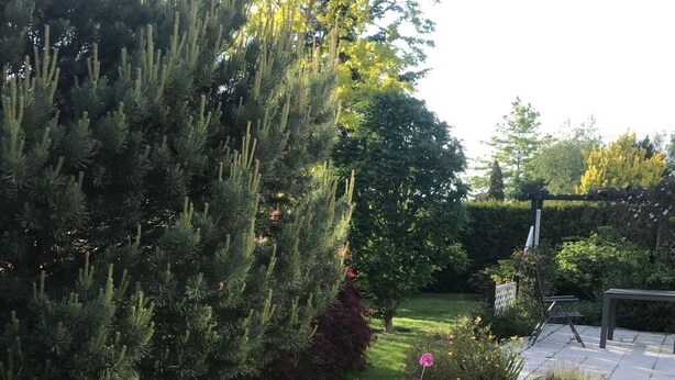 Un jardín con diversas plantas y un banco de madera.