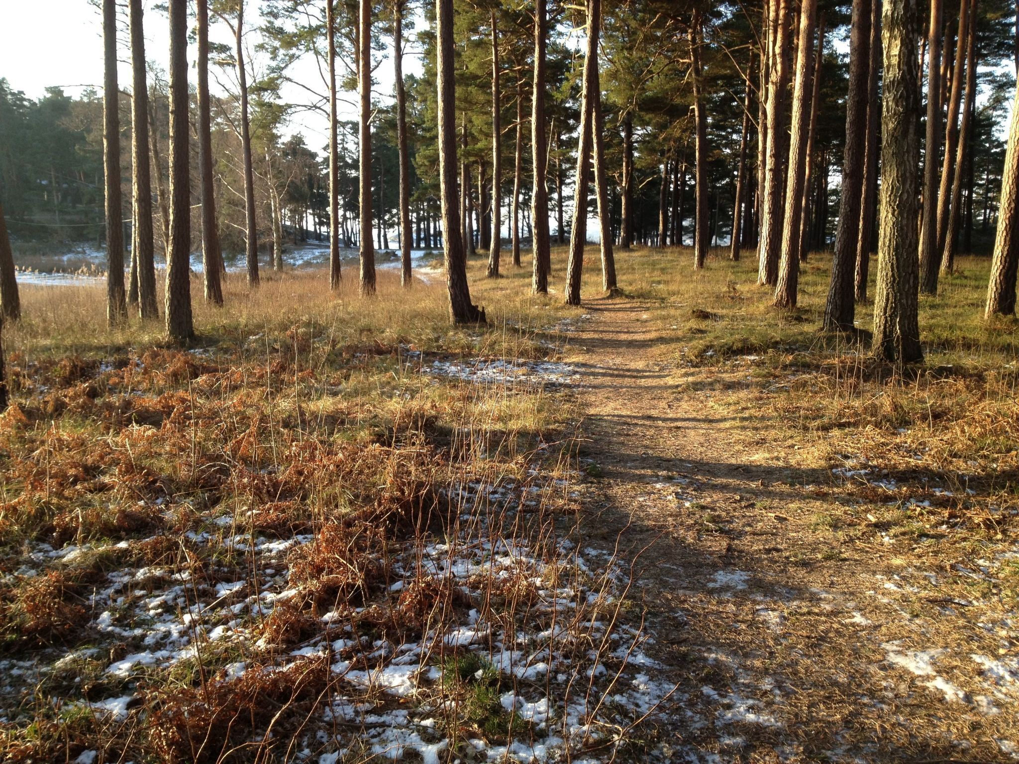A forest path with tall trees and patches of snow.