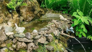 A natural outdoor setting with a stream, rocks, and ferns. - in Walkenried mit Schöner Terrasse by Interhome (Walkenried)