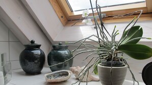 Una encimera de cocina con dos frascos de cerámica negra, una planta en maceta con hojas verdes y una concha marina.