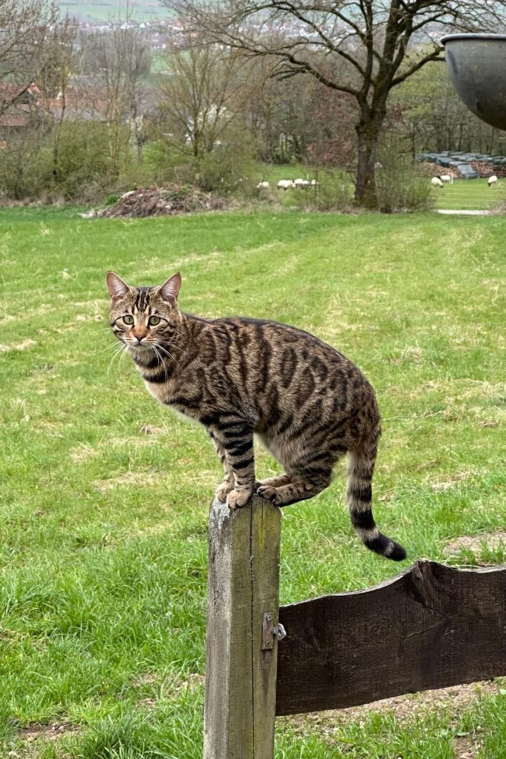 Een gestreepte kat zit op een houten paal in een grasrijke omgeving met bomen en een verre horizon van een stad.