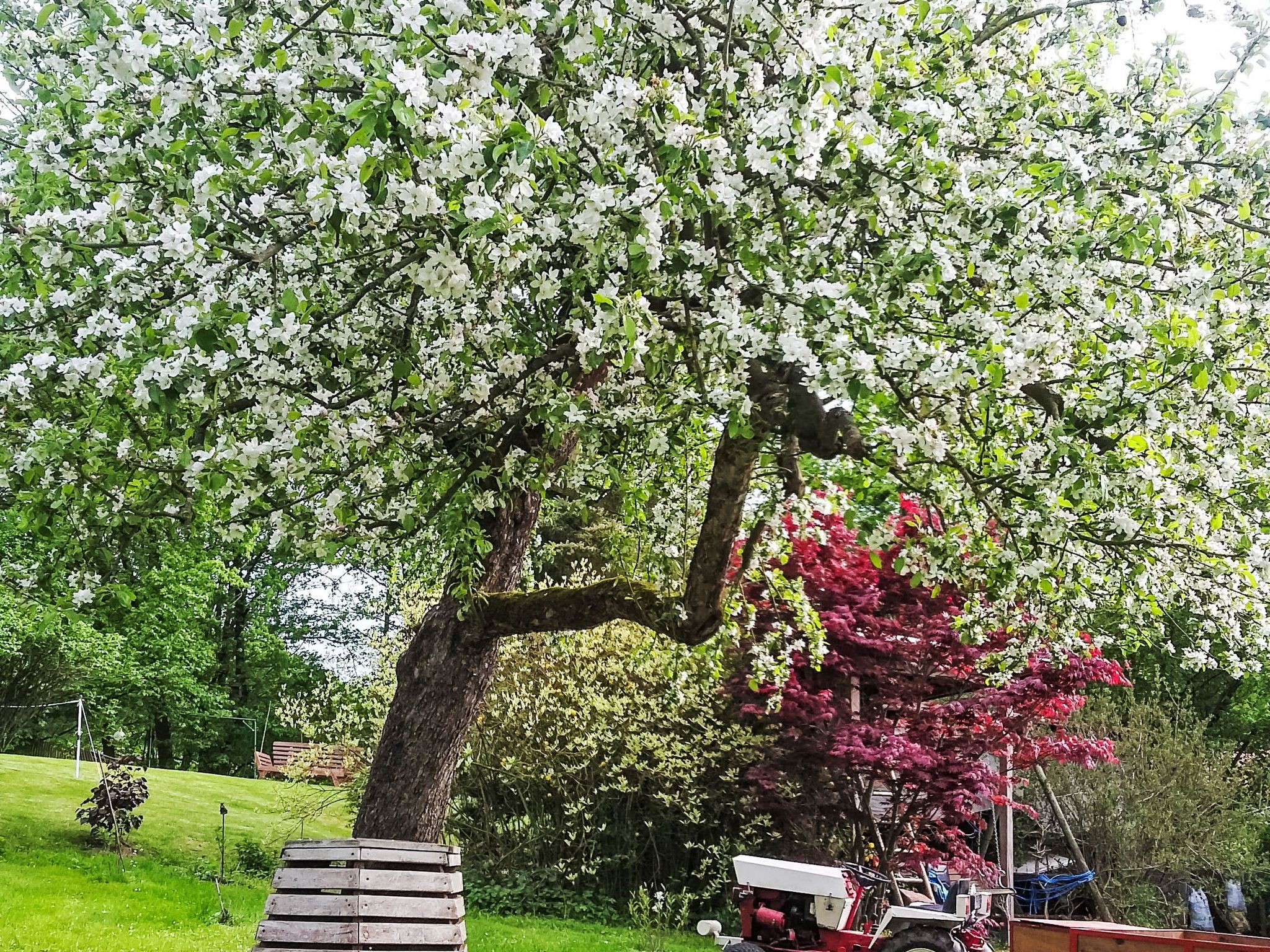 A large tree with white blossoms and a red flowering tree in a grassy area.