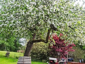 A large tree with white blossoms and a red flowering tree in a grassy area. - Gemütliches Ferienhaus in Fischbach Rhön by Interhome (Klings)