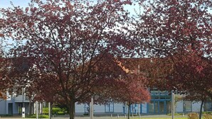 A tree-lined pathway with a modern building in the background. - mit Wallbox by Interhome (Diensdorf-Radlow)