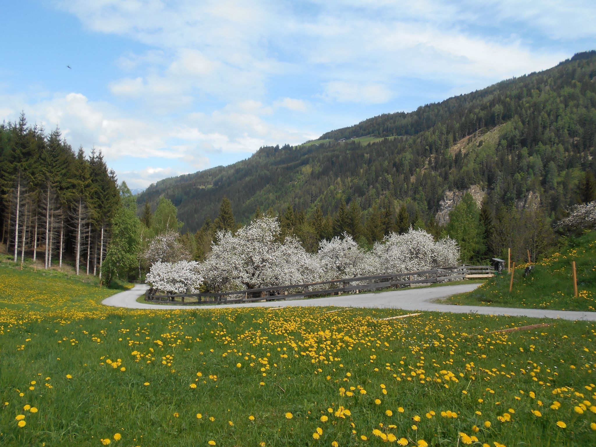 Un sentier qui traverse une prairie parsemée de pissenlits jaunes et d’arbres en fleurs, aux fleurs blanches.