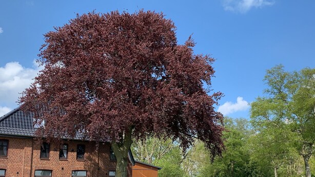 Ein Haus aus Ziegelsteinen mit einem großen Baum davor.