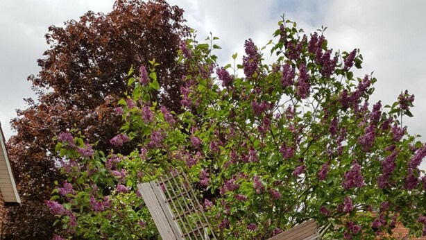 Un mulino a vento in un giardino con base in mattoni, circondato da diverse piante e fiori.