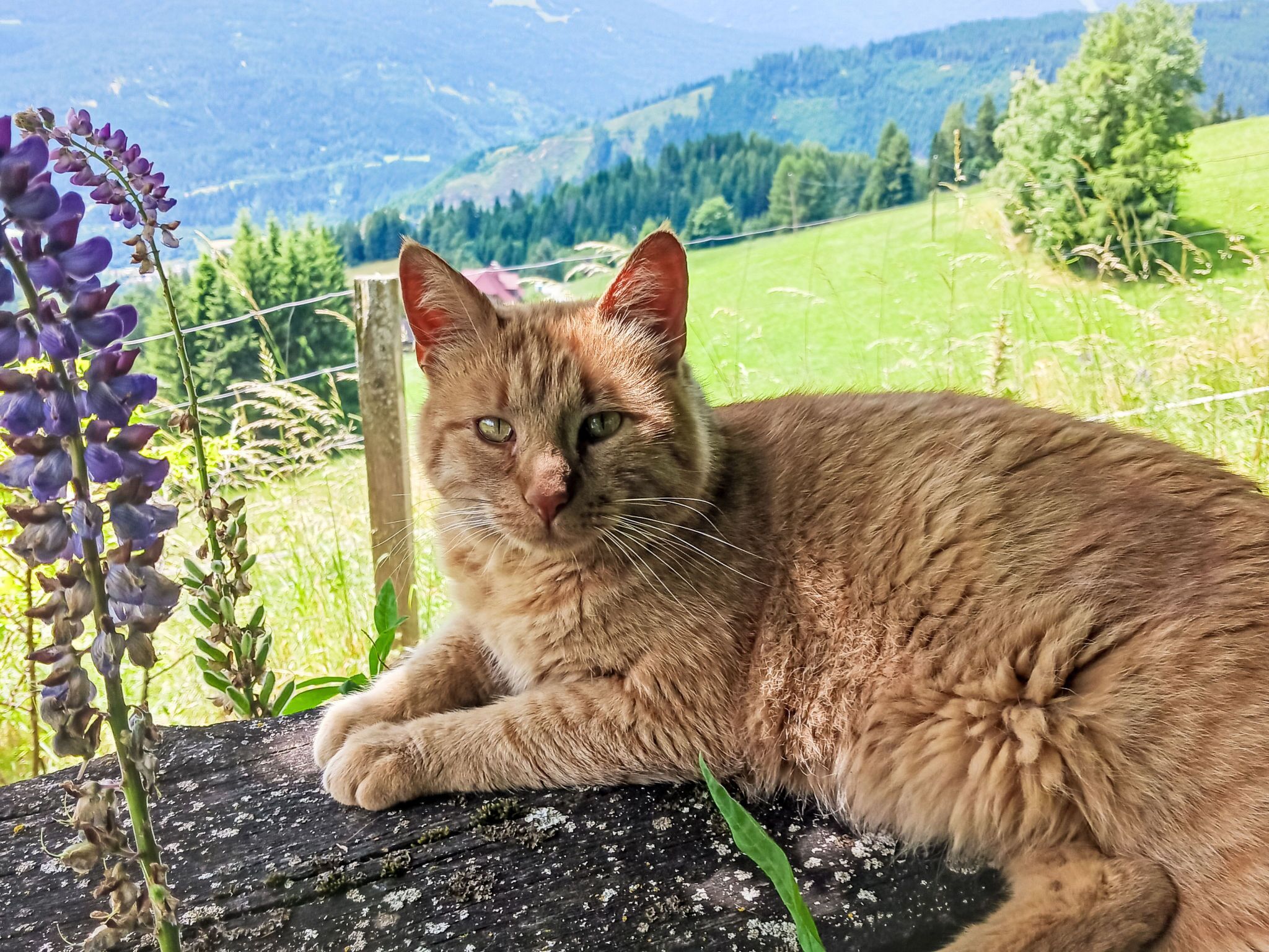 Un chat est assis sur une surface en bois, avec un paysage naturel en arrière-plan.