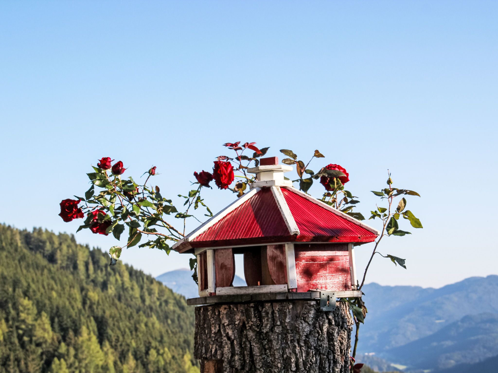 Een houten vogelhuisje met een rood dak, omgeven door rode rozen, voor een bergachtige achtergrond.