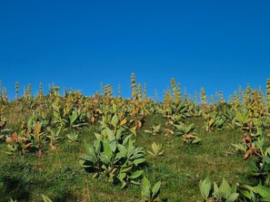 Terrain de l’hébergement 