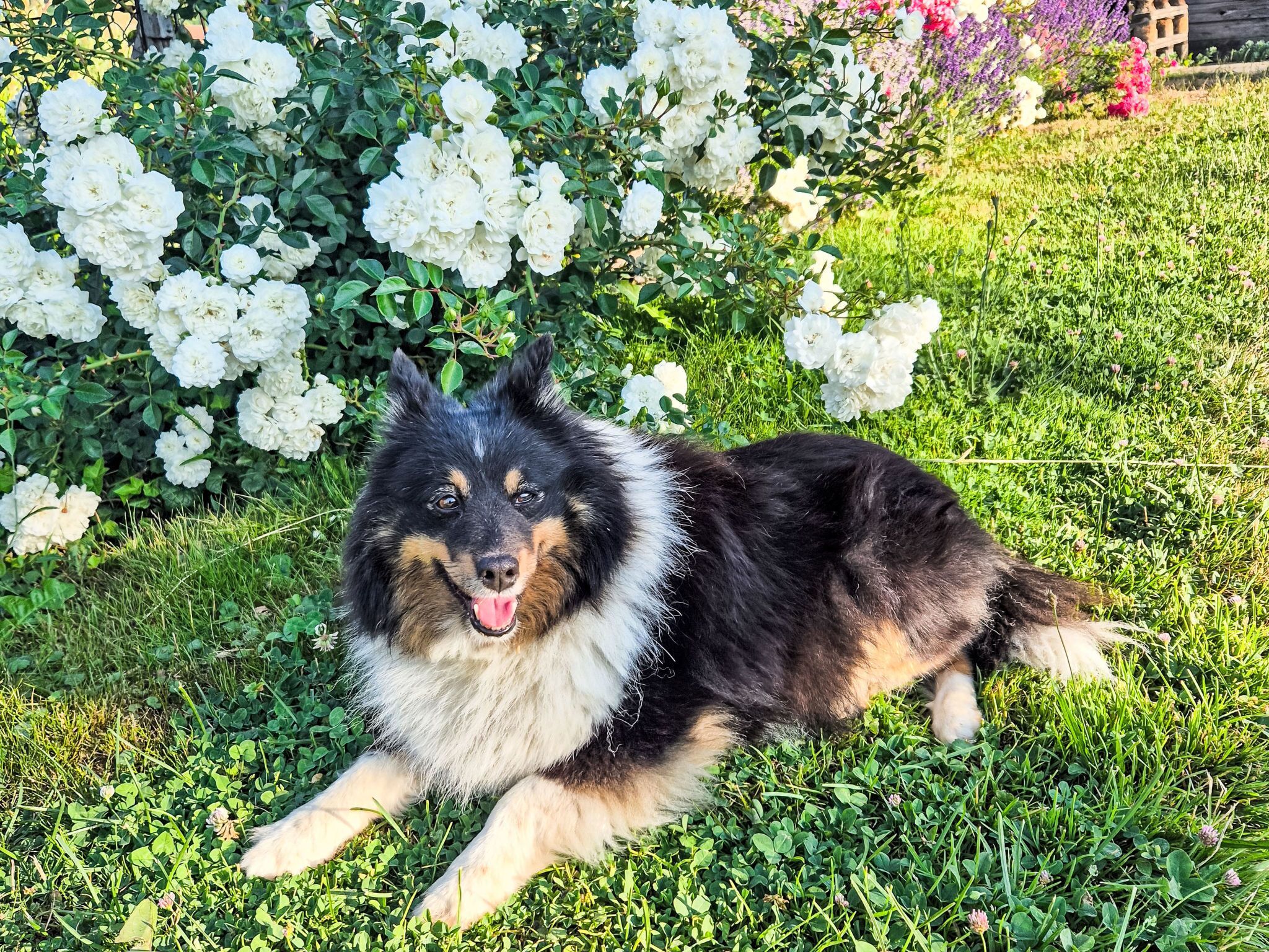 Un perro acostado sobre la hierba, con flores blancas al fondo.