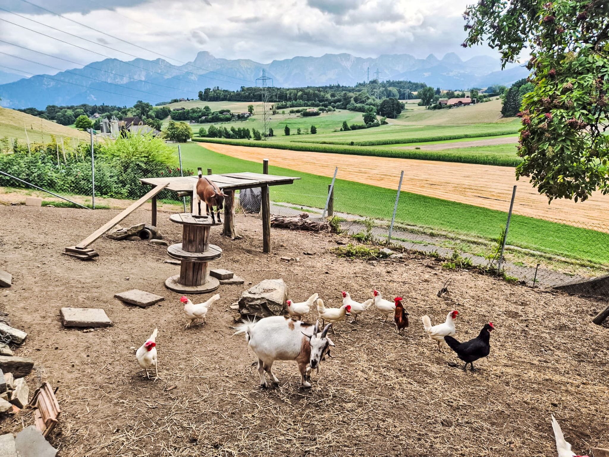 Una granja rural con animales, una estructura de madera y campos al fondo.
