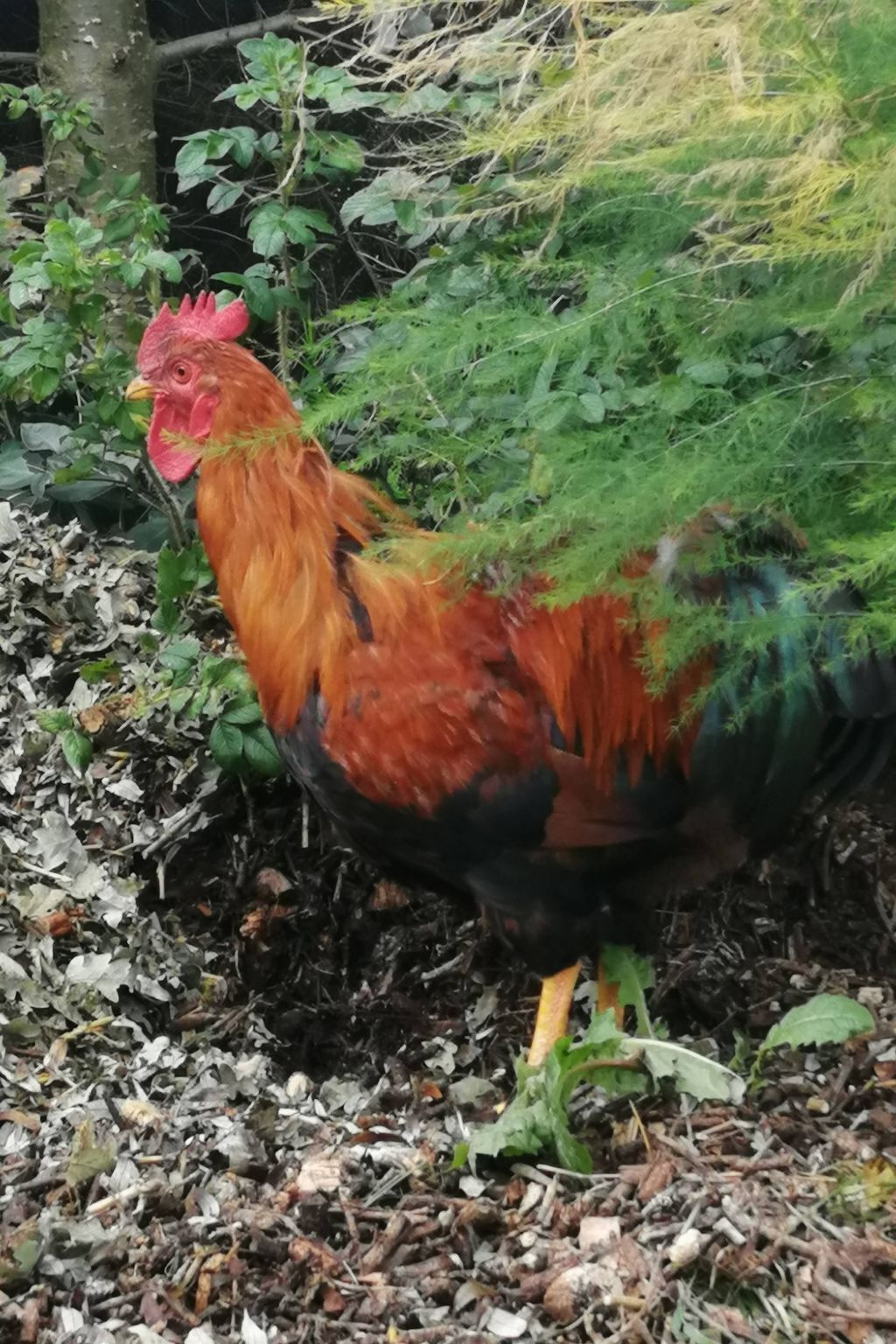 A rooster standing on a ground covered with dry leaves and twigs.