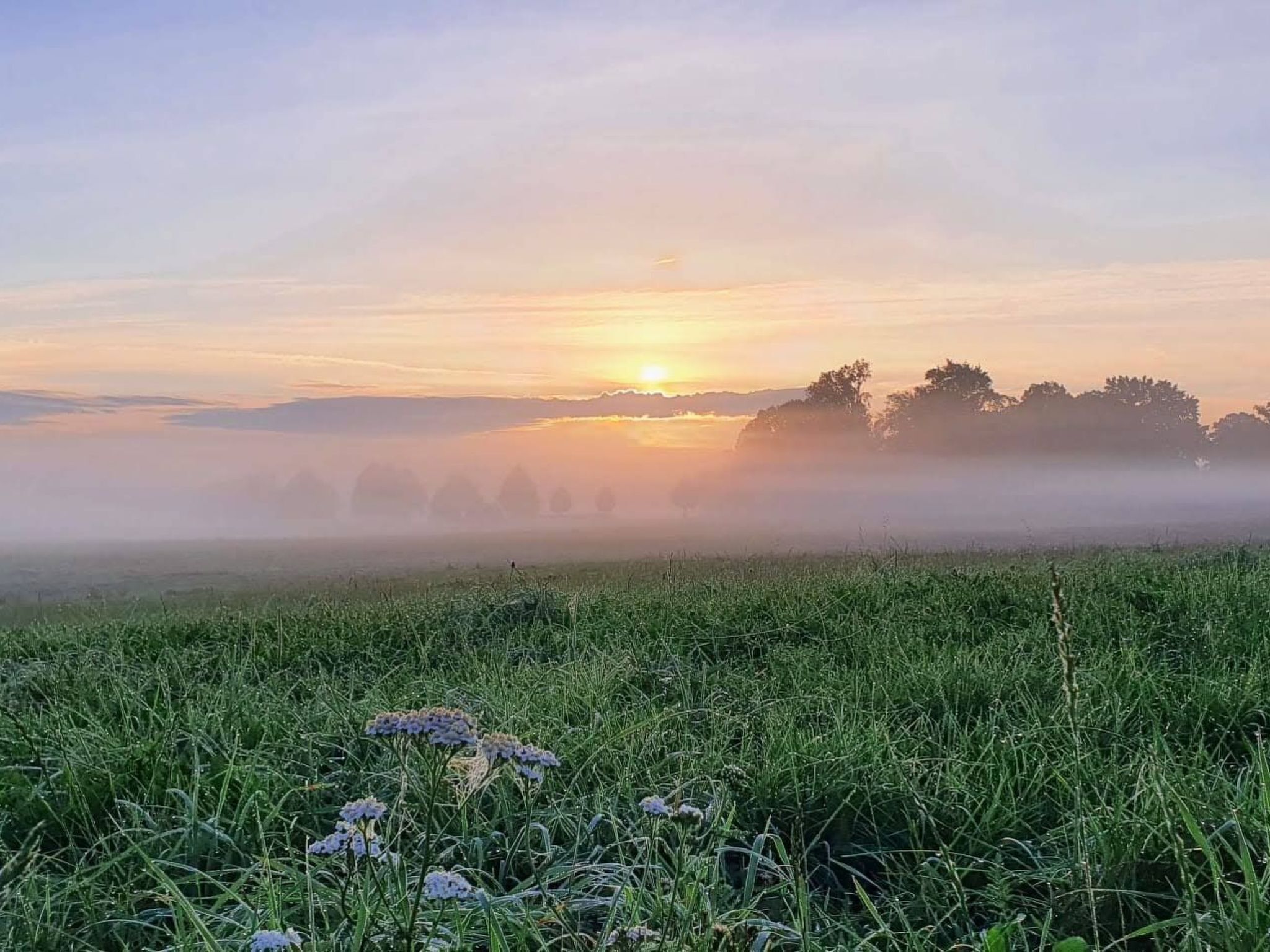 Ein Feld mit hohem Gras und violetten Blumen im Vordergrund, eine neblige Landschaft und Bäume im Hintergrund.