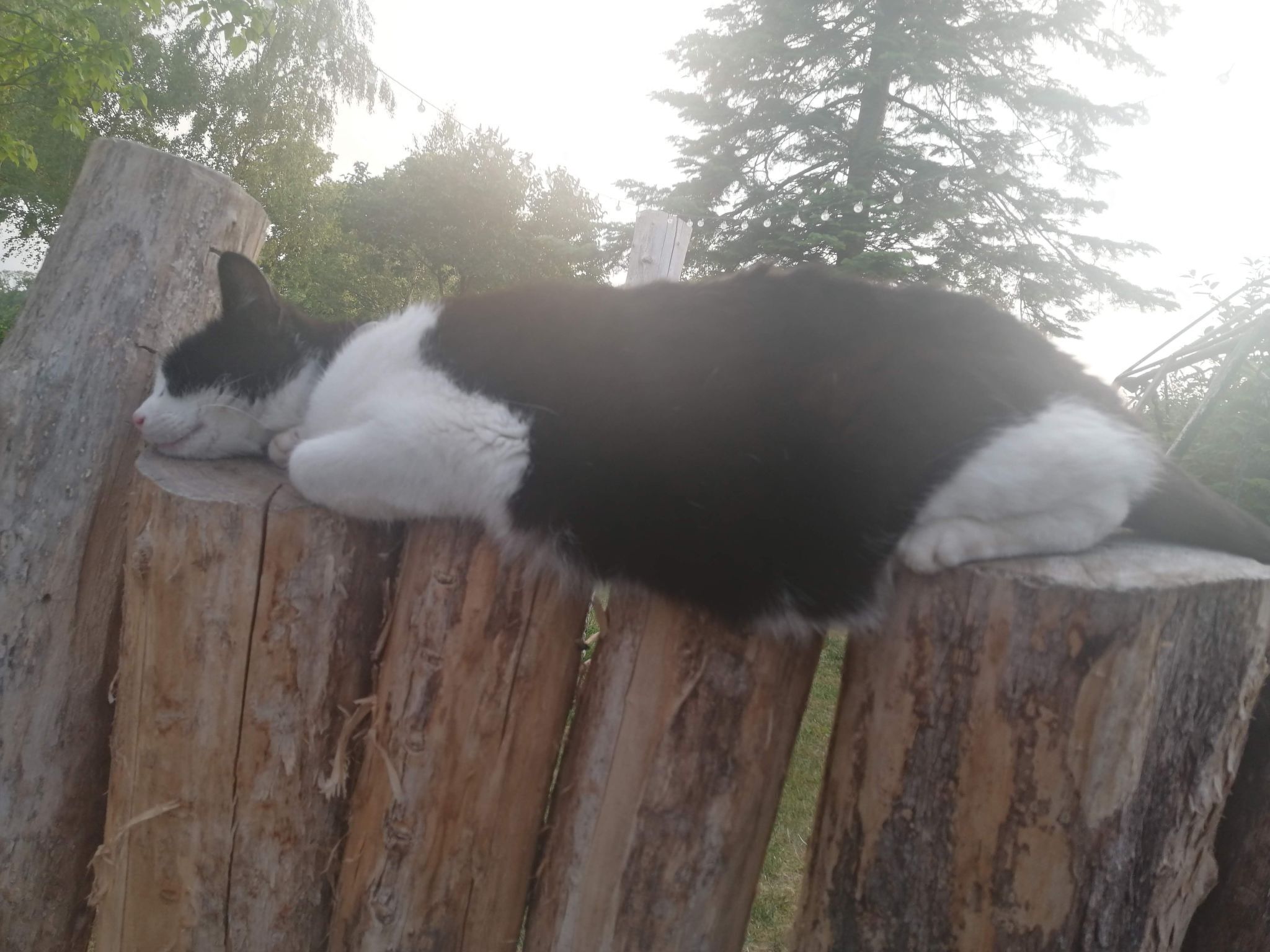 Eine schwarz-weiße Katze schläft auf einem Holzzaun.