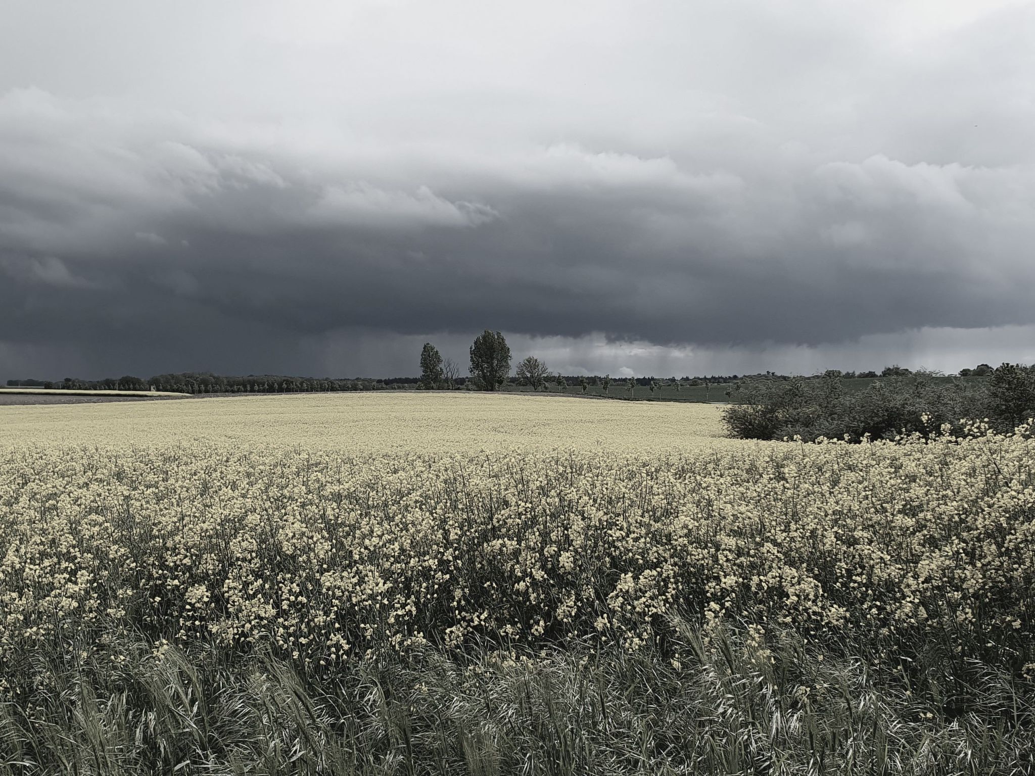 Een uitgestrekte bloemenweide vol gele bloemen onder een bewolkte lucht.