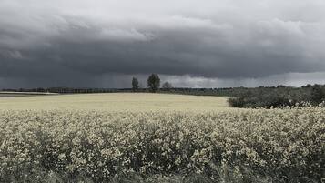 Een uitgestrekte bloemenweide vol gele bloemen onder een bewolkte lucht.