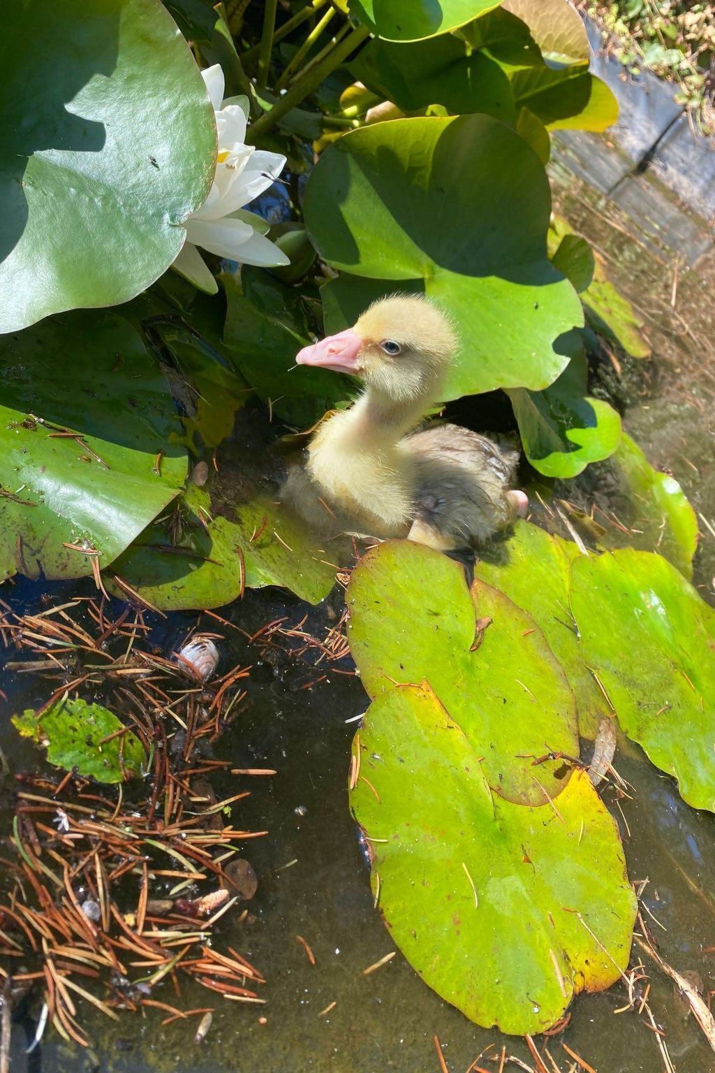 Ein Küken in einem Teich, umgeben von Seerosen und Wasserpflanzen.