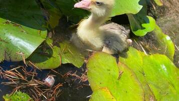 Ein Küken in einem Teich, umgeben von Seerosen und Wasserpflanzen.