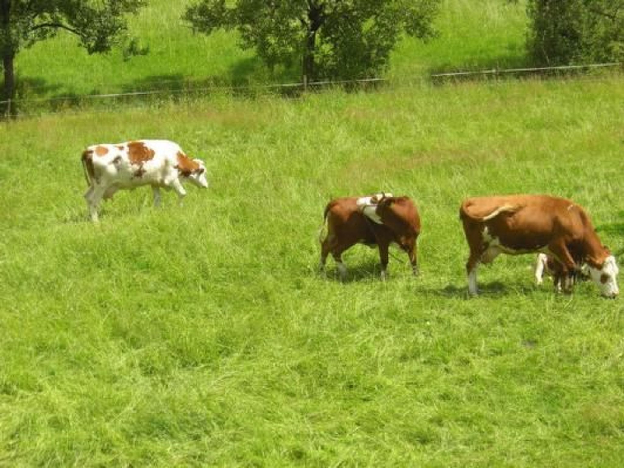 Un champ herbeux où paissent trois vaches.