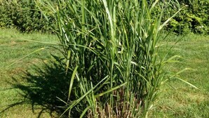 Une zone herbeuse avec de hautes herbes et une étendue d’eau en arrière-plan.