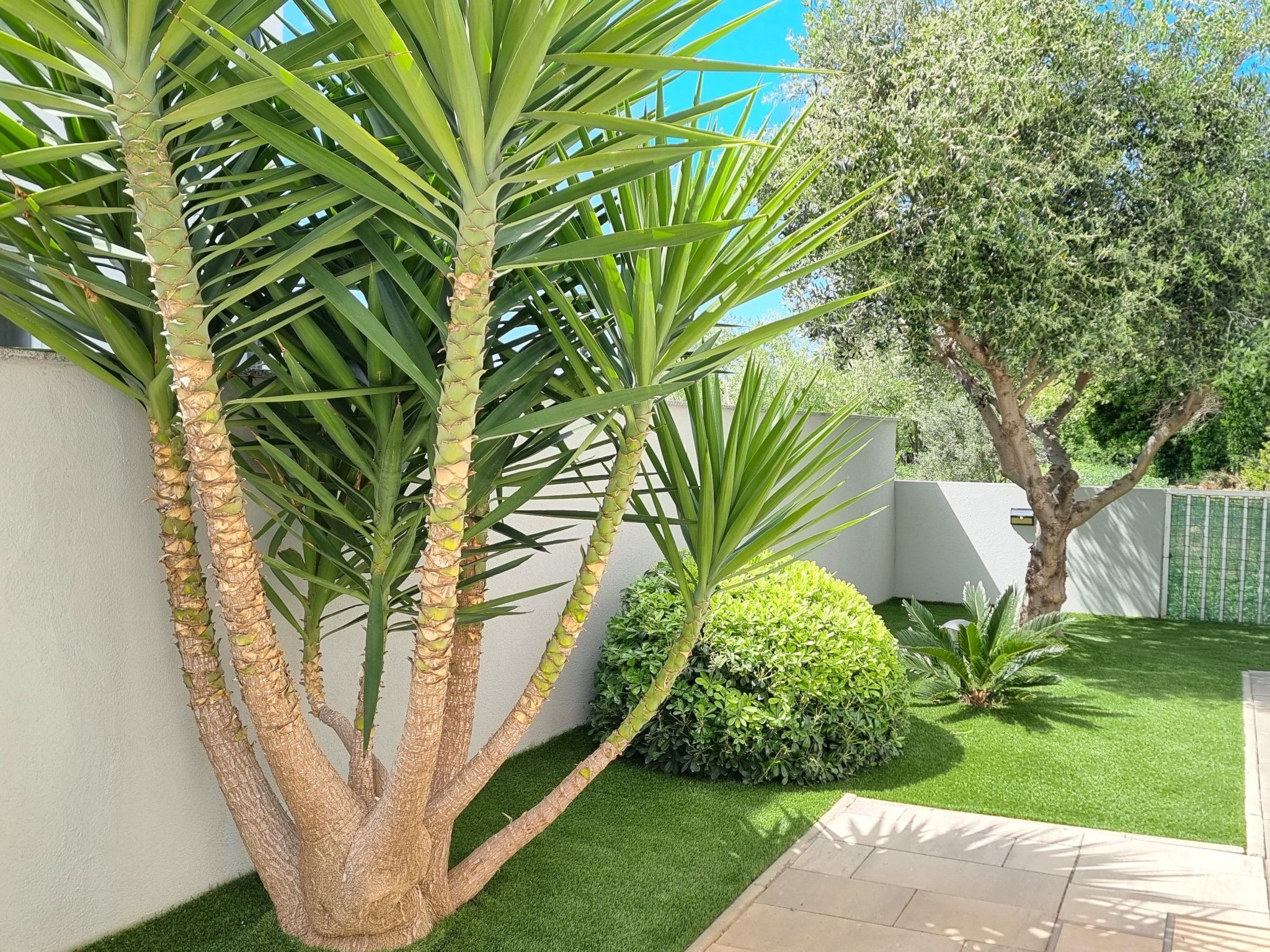 Ein gepflegter Garten mit einer Palme, einem kleinen Strauch und einem Baum mit verdrehtem Stamm.