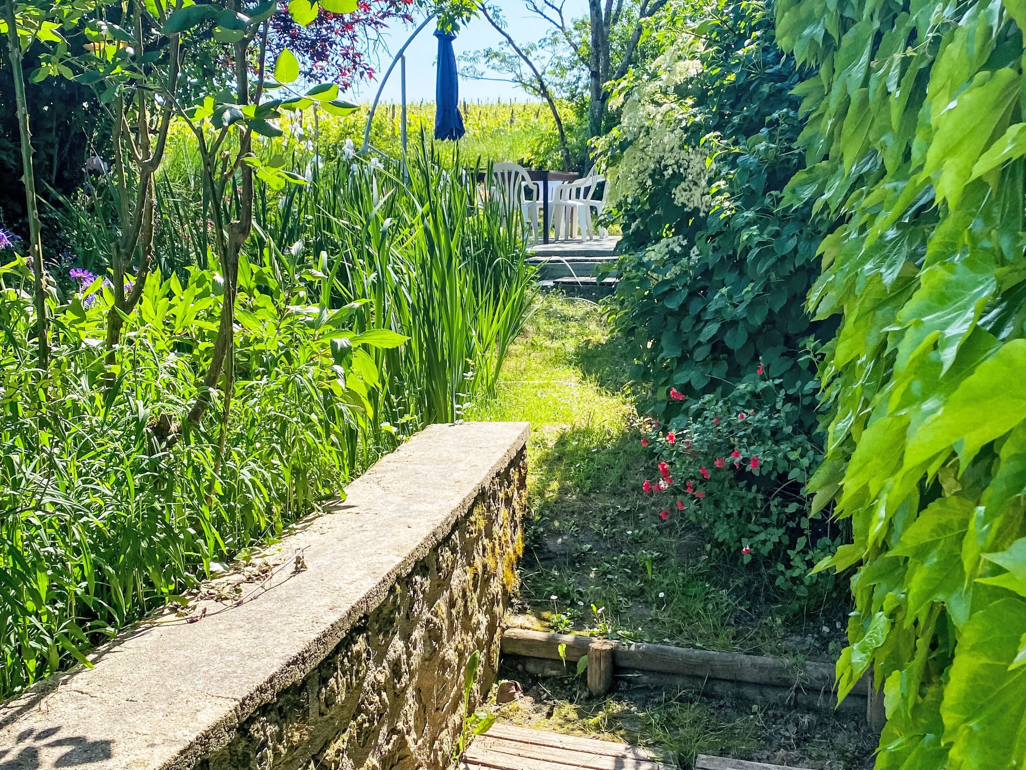 Ein Gartenweg mit Steinmauer, üppigem Grün und einer Holzbank.