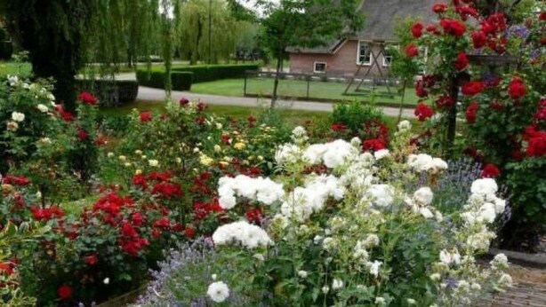 En trädgård med olika sorters blommor och ett hus i bakgrunden.