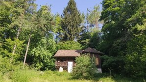 Una cabaña rústica rodeada de un bosque denso.