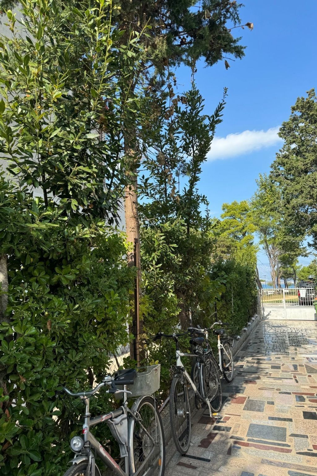 A row of bicycles parked along a stone-paved path with lush greenery on one side.