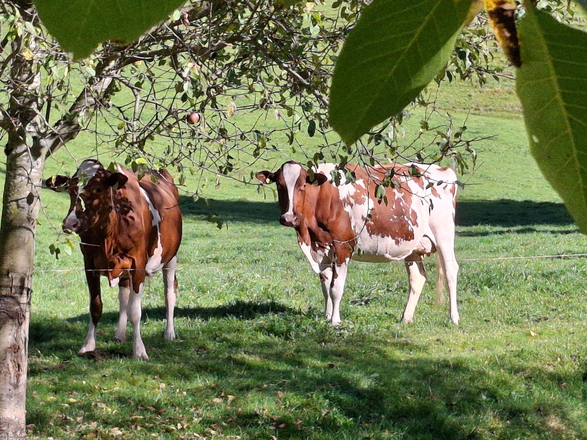 Eine Kuhherde weidet auf einer grünen Wiese, im Hintergrund Bäume.