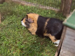 Animaux de compagnie acceptés